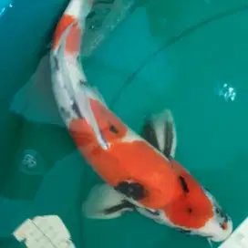 Ikan koi SHOWA Red Tategoi 40cm