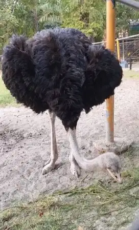 3 ekor burung oenta 3 tahunan 1 jantan 2 dewasa layak ternak piara top