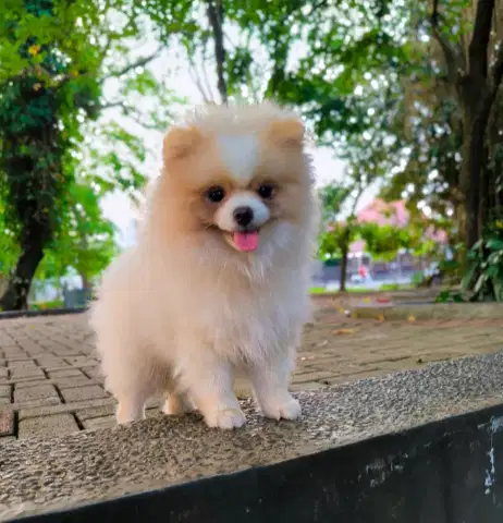 Pomeranian Party Colour Stambom Vaksin - Jantan