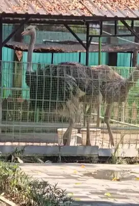 3 ekor burung oenta dewasa 3 tahun 1 jantan 2 betina koleksian pribadi