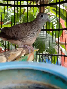 Burung perkutut lokal Double katuranggan kantong Semar dan Wisnu Murti