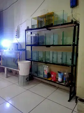 JUAL RAK CUPANG DAN AQUARIUMNYA