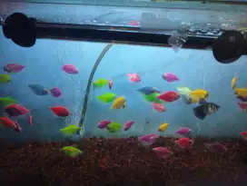 100 ekor Ikan hias warna warni aquarium dan aquascape cuma 190 k aj