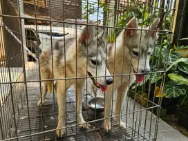 Anak Anjing Siberian Husky (breeder asli dari Siberia)