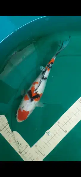 Ikan koi Sanke grade A ukuran 32cm