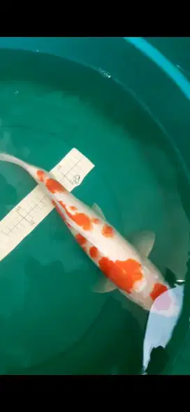 Ikan koi Kohaku Blitar pola Sakura unik 41cm