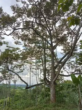 Dijual 6000 meter kebun buah matesih
