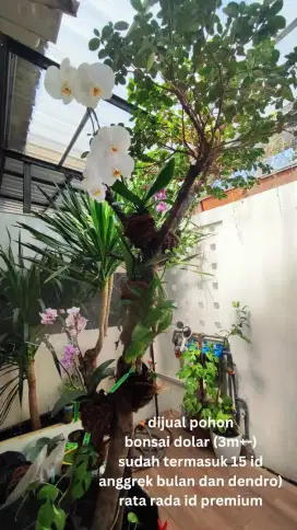 TANAMAN POHON BONSAI DOLAR ANGGREK PREMIUM