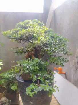 Bonsai Ulmus mikro OTR