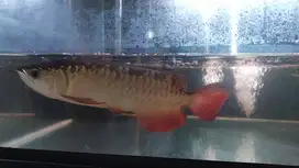 Ikan arwana golden red