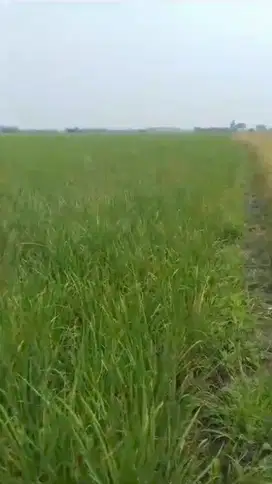 dijual tanah murah di Bekasi