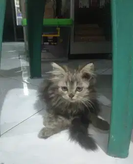 Kucing persia asli