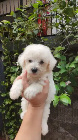 Tiny poodle snow white kaki pendek stambum