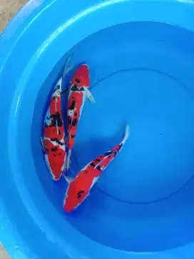 Ikan koi sanke doitsu size 30~35cm