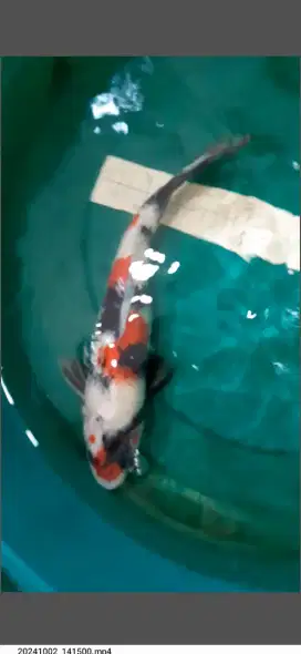 Ikan koi Showa warna merah HQ 36cm