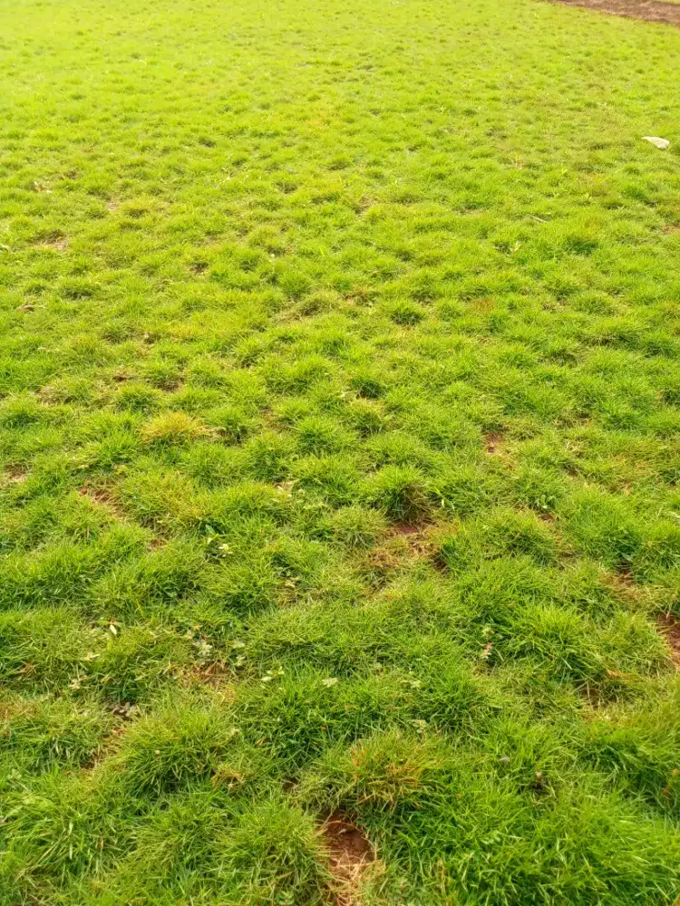 Jual rumput suwis stok ready