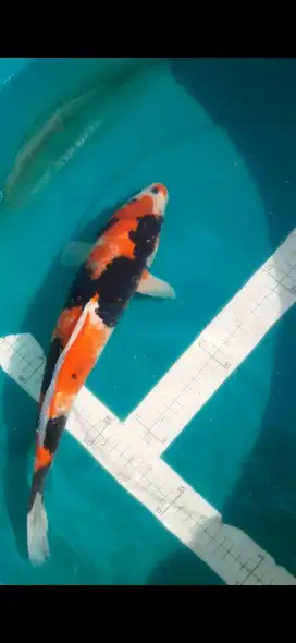 Ikan koi Showa 38cm kualitas ok