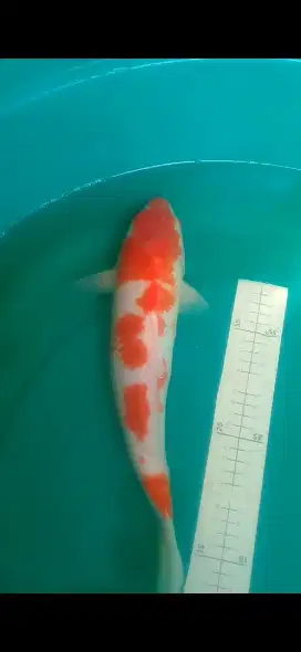 Ikan koi Kohaku 38cm body jumbo warna red