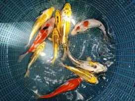 Koi Gold Slayer Size Cm Grate A Blitar