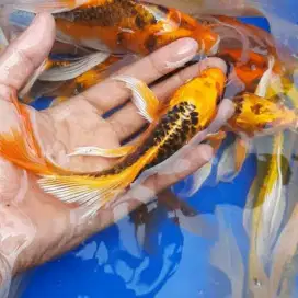 Koi Metalik Mix Size 10-15 Cm Grate A Blitar