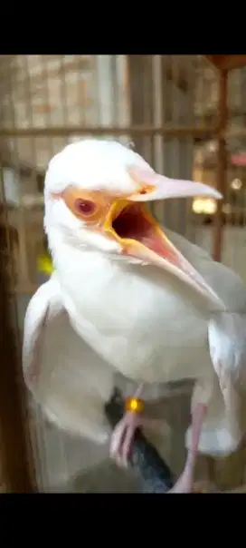 jalak suren mata merah albino putih mulus