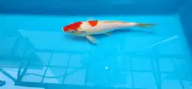 Jual Ikan Koi Kohaku Ochiba Matsukawabe