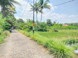 Di jual tanah SHM sawah murah di Bimomartani Ngemplak