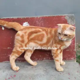 Scottish fold jantan