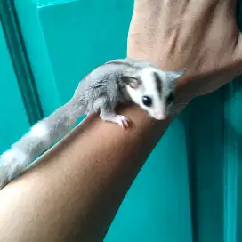 Sugar glider Ringtail