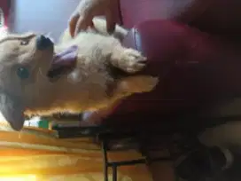 anak anjing usia 1 tahun mix poodle+cihuahua