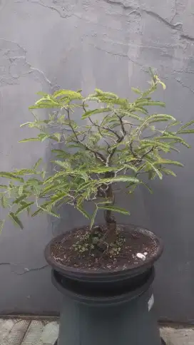 Bonsai asem jawa