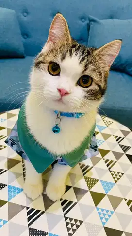 Kucing Persia Short Hair