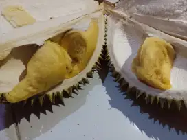 Duren mentega lokal matang pohon