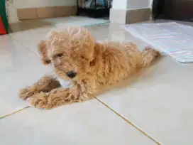 Jual tiny poodle pure bloodline