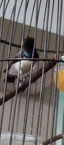 Burung gacor Blorok fullset kandang plus krodong