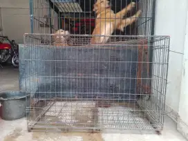 Kandang anjing besi besar