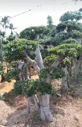 Pohon bonsai beringin korea