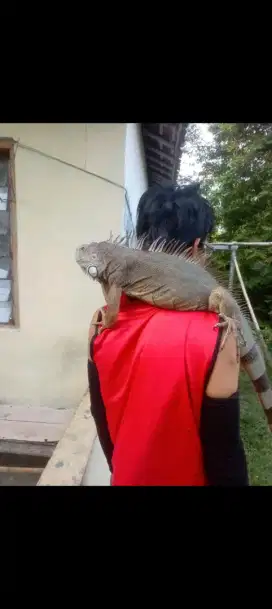 IGUANA ukuran besar