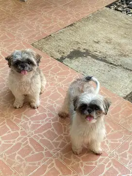 Sepasang shihtzu lucu