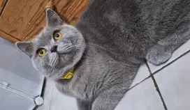 british shorthair