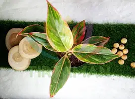Tanaman hias Aglonema Lipstik / Aglaonema Siam Aurora Lipstick Remaja