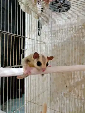 Sugar Glider Platinum Jantan