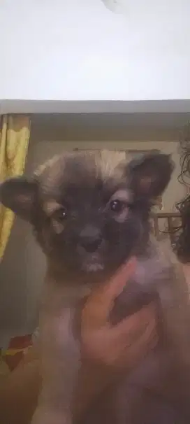 Anak anjing  Chihuahua betina badan kecil n pendek kecil