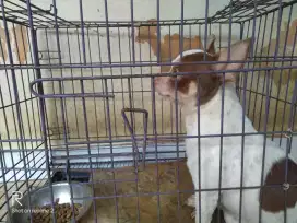 Anjing Chihuahua