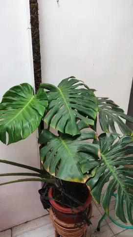 TANAMAN MONSTERA KING DELICIOUSA ASLI