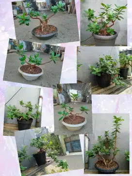 Bonsai Beringin Dolar 11 pot