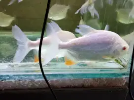 Ikan bawal/pacu albino 4jari tankmate arwana