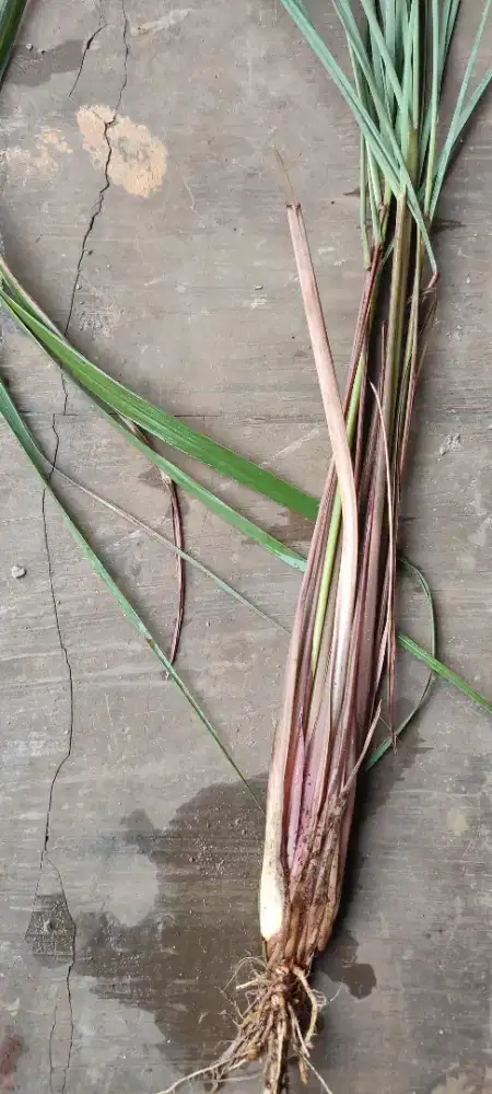 Bibit Sereh Merah atau serai wangi segar herbal berkhasiat tinggi