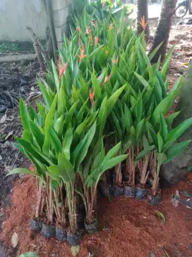 Jual tanaman hias pohon pisang heliconia