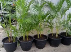 Jual pohon palem kuning